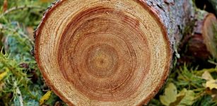 600 Rears' Worth Of Tree Rings From The San Joaquin Valley Reveal