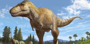 Key Clues About T. rex’s Origin In North America - Researchers Restudy Fossils