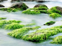 Seaweed on rocks. The plant is rich in nutrients and provides livelihoods for coastal communities in many lower-income countries. A study has found that it can survive and thrive even after a nuclear war. Copyright: Pixabay.