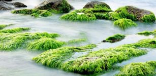 Seaweed on rocks. The plant is rich in nutrients and provides livelihoods for coastal communities in many lower-income countries. A study has found that it can survive and thrive even after a nuclear war. Copyright: Pixabay.