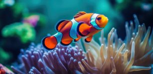 Clown Anemonefish May Master Simple Math And Count Stripes On Other Fish