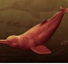 A New Species Of Giant Freshwater Dolphin Discovered In The Peruvian Amazon