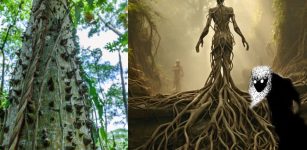 Caribbean Silk Cotton Tree And Its Dangerous Spirits In Myths And Legends
