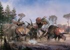 Triceratops Teamed Up: Research Shows That Five Three-Horned Dinosaurs Lived And died Together