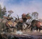 Triceratops Teamed Up: Research Shows That Five Three-Horned Dinosaurs Lived And died Together