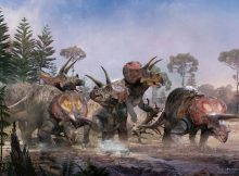 Triceratops Teamed Up: Research Shows That Five Three-Horned Dinosaurs Lived And died Together