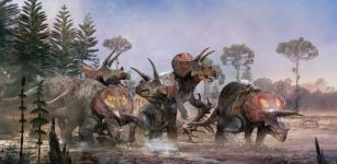 Triceratops Teamed Up: Research Shows That Five Three-Horned Dinosaurs Lived And died Together