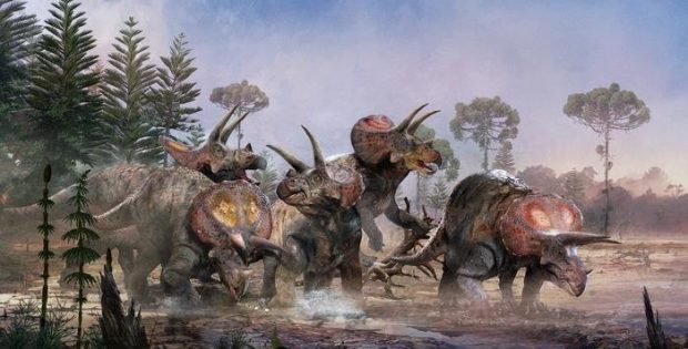 Triceratops Teamed Up: Research Shows That Five Three-Horned Dinosaurs Lived And died Together