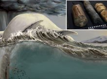 Do Some Mysterious Bones Belong To Gigantic Ichthyosaurs?
