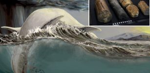 Do Some Mysterious Bones Belong To Gigantic Ichthyosaurs?