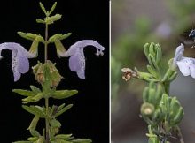 These Florida's Plants Are On The Brink Of Extinction And Disappear Soon