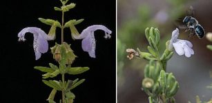 These Florida's Plants Are On The Brink Of Extinction And Disappear Soon