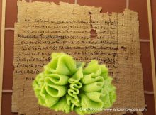 Wasabi Plant Can Save Ancient Bio-Deteriorated Papyrus