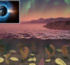 Did A Weak Magnetic Field 600 Million Years Ago Trigger The Emergence Of Animals?