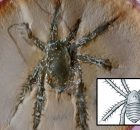 Remarkable Spiny-Legged 308-Million-Year-Old Arachnid - Discovered In The Mazon Creek Fossil Locality