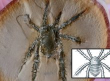 Remarkable Spiny-Legged 308-Million-Year-Old Arachnid - Discovered In The Mazon Creek Fossil Locality