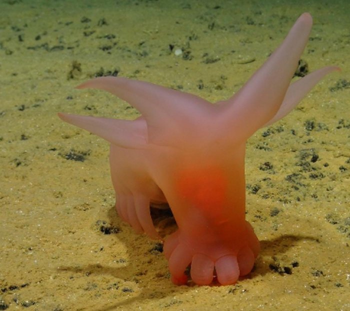 Unknown And Fascinating Species Discovered On Deep-Sea Expedition