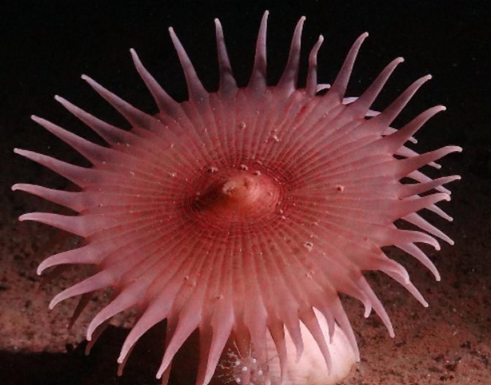 Unknown And Fascinating Species Discovered On Deep-Sea Expedition