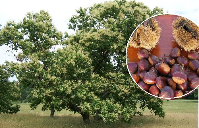 American Chestnut Trees, Their Breeding In The Changing Climate