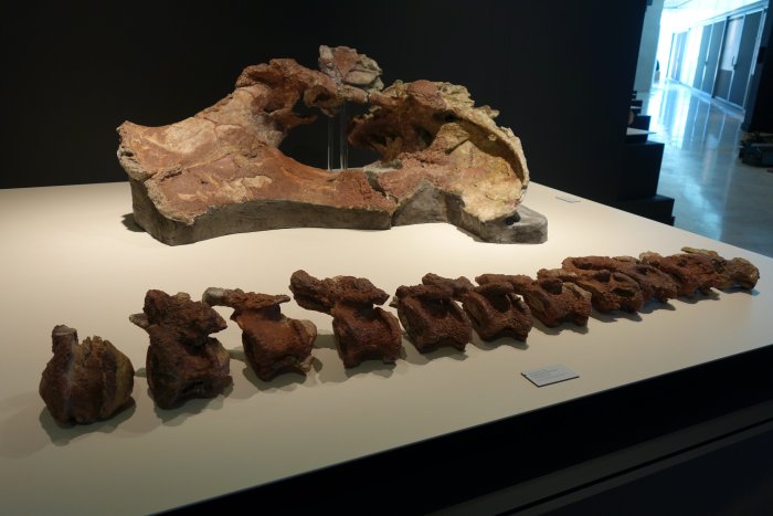 Qunkasaura: New Sauropod Dinosaur From The Cretaceous Discovered In The Iberian Peninsula