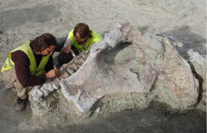 Qunkasaura: New Sauropod Dinosaur From The Cretaceous Discovered In The Iberian Peninsula