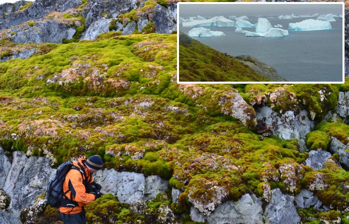 Satellite Data Reveals The 'Greening' Of Antarctica Is Occurring Alarmingly Rapidly
