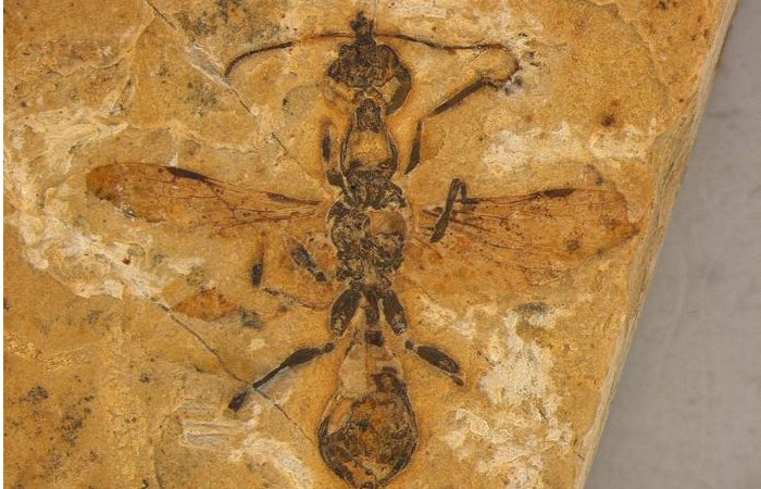 The Oldest Ant Ever Discovered Found Fossilized In Brazil