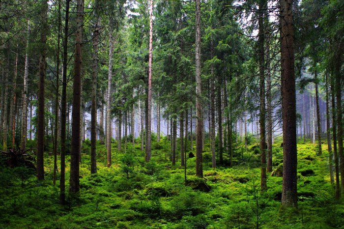 Forest Management Can Influence Health Benefits