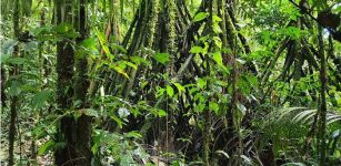 Does Planting Trees Help Cool The Planet?