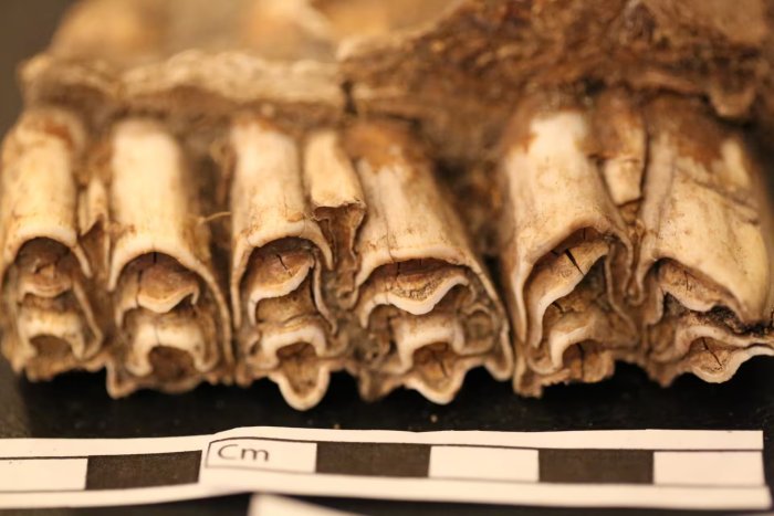 African Societies Survived Climate Shifts For Millennia Thanks To Livelihood Diversity