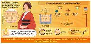Uncovering The Role Of Vitamin C In Skin Regeneration