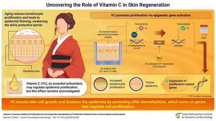 Uncovering The Role Of Vitamin C In Skin Regeneration