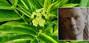 Caligula: The Sole Roman Emperor Associated With The Plant Hellebore And The Ancient Greek Town Of Antikyra