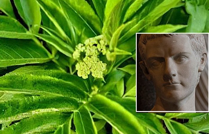 Caligula: The Sole Roman Emperor Associated With The Plant Hellebore And The Ancient Greek Town Of Antikyra