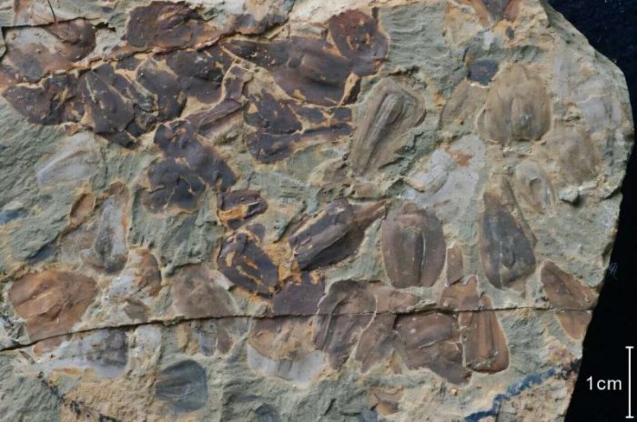 New Fossils Reveal Climate Tipping Point In Most Famous Mass Extinction