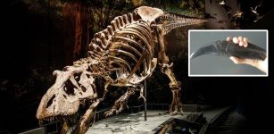 Dinosaur Teeth As Time Capsules Of Climate Data