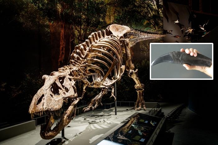 Dinosaur Teeth As Time Capsules Of Climate Data
