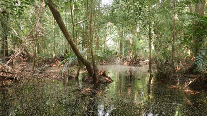 World’s Largest Tropical Peatlands Revealed To Be More Than 40,000 Years Old