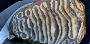 Over A Million Years Old Microbial DNA Revealed In Woolly Mammoth Teeth