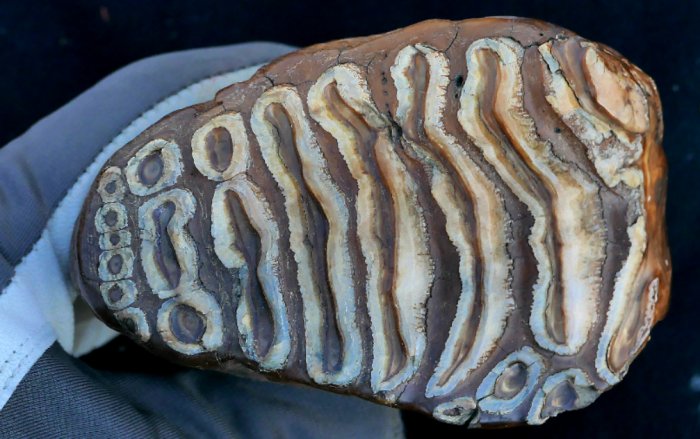 Over A Million Years Old Microbial DNA Revealed In Woolly Mammoth Teeth