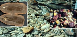 Recreating Mazon Creek’s 300-Million-Year-Old Ecosystem