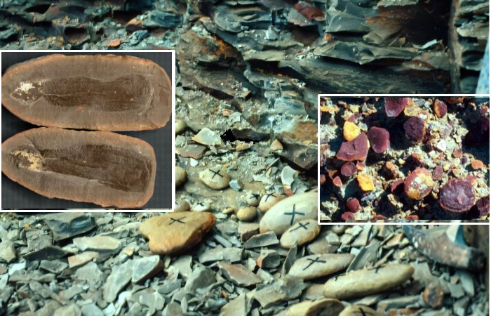 Recreating Mazon Creek’s 300-Million-Year-Old Ecosystem