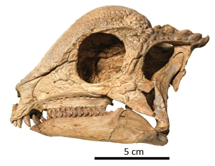 ‘Teen’ Pachycephalosaur From Mongolia's Gobi Desert Lived Around 108 Million Years Ago