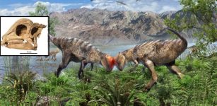 ‘Teen’ Pachycephalosaur From Mongolia's Gobi Desert Lived Around 108 Million Years Ago