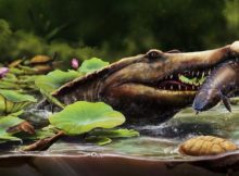 Earliest Long-Snouted Fossil Crocodile From Egypt Reveals African Origins Of Seagoing Crocs