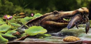 Earliest Long-Snouted Fossil Crocodile From Egypt Reveals African Origins Of Seagoing Crocs