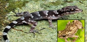 Three New Species Discovered On Australia's Northernmost Island