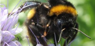Bees Learn To Read Simple ‘Morse code’