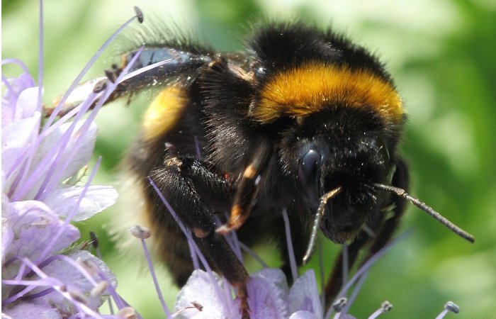 Bees Learn To Read Simple ‘Morse code’