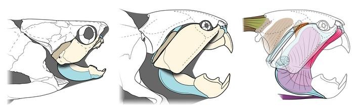 Unexpected Findings: Cleveland's Prehistoric Sea Monster Was Unlike Most Of Its Kin